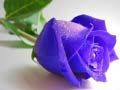 שפּיל Blau rosens אָנליין