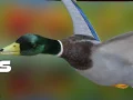 שפּיל דאק האַנטער: אוטן וואַלד אָנליין