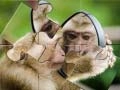 שפּיל שימפּאַנזע פּאַזל אָנליין
