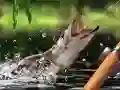 שפּיל מורגן קאַטש אָנליין