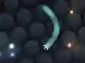 שפּיל Slither.io אָנליין