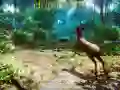 שפּיל ווען 3D אָנליין שפּיל ווען 3D אָנליין