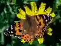 שפּיל זשיגזא פּאַזלע: אביב אָנליין שפּיל זשיגזא פּאַזלע: אביב אָנליין
