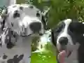שפּיל דער הונט סימולאַטאָר 3D אָנליין שפּיל דער הונט סימולאַטאָר 3D אָנליין