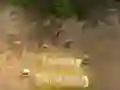 שפּיל טער וואַרעמענץ אָנליין שפּיל טער וואַרעמענץ אָנליין