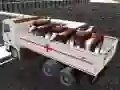שפּיל טראנספּאָרט פון דאָומעסטיק אויטא
ergies אָנליין שפּיל טראנספּאָרט פון דאָומעסטיק אויטא
ergies אָנליין