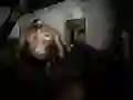 שפּיל ששטיקערע אַסילום אָנליין