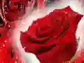שפּיל רוֹזישע ראַדער אָנליין שפּיל רוֹזישע ראַדער אָנליין
