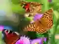 שפּיל בטרFly סלייד אָנליין