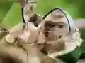 שפּיל שימפּאַנזע פּאַזל אָנליין שפּיל שימפּאַנזע פּאַזל אָנליין