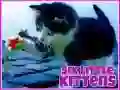 שפּיל שאַצן קליין קאַץ אָנליין שפּיל שאַצן קליין קאַץ אָנליין