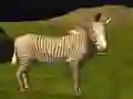שפּיל ריאה דזשי אַוואַנטורא אָנליין