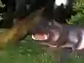 שפּיל ווילד האָפּער האָנטינג אָנליין