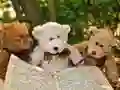 שפּיל צומלדיק דריי טאַדדי פּאַזל אָנליין שפּיל צומלדיק דריי טאַדדי פּאַזל אָנליין