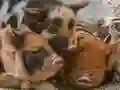 שפּיל געזבָאל יגיּפ טעלגיּפ  אָנליין