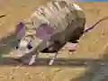 שפּיל מויזן רייס אינזל אָנליין