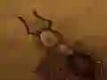 שפּיל ראַט צו פאַרשטיין אָנליין שפּיל ראַט צו פאַרשטיין אָנליין