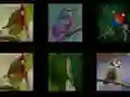 שפּיל צֶדֶר די בirds אָנליין שפּיל צֶדֶר די בirds אָנליין