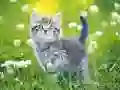 שפּיל קאַץ פּאַזל אָנליין שפּיל קאַץ פּאַזל אָנליין