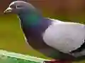 שפּיל פּאַזל געשעלעגטער אָנליין שפּיל פּאַזל געשעלעגטער אָנליין