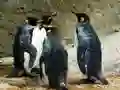 שפּיל קינג פּינגווין פּאַזל אָנליין שפּיל קינג פּינגווין פּאַזל אָנליין
