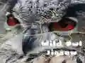 שפּיל ווילדע אוויל פּאַזל אָנליין שפּיל ווילדע אוויל פּאַזל אָנליין