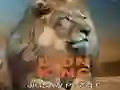 שפּיל ליאן קינג דזשאַלח סַפֿל אָנליין