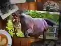 שפּיל דזשיקסאַוו פּאַזל פּאָני ערדיקט אָנליין