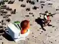 שפּיל אויף-אונטן סקיבערדי טוילעט שיסן אָנליין שפּיל אויף-אונטן סקיבערדי טוילעט שיסן אָנליין