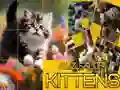 שפּיל פּאַזל סליידינג קאַץ אָנליין