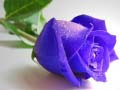 שפּיל Blau rosens אָנליין