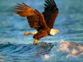 שפּיל אַנטיילונג פון animals: פּטערן אָנליין
